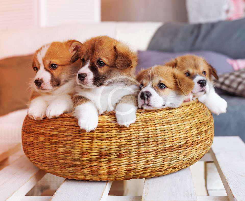 How to Treat?